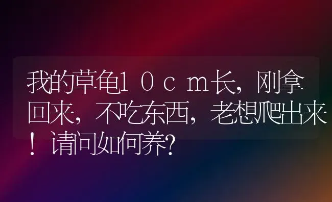 我的草龟10cm长，刚拿回来，不吃东西，老想爬出来!请问如何养？ | 动物养殖问答