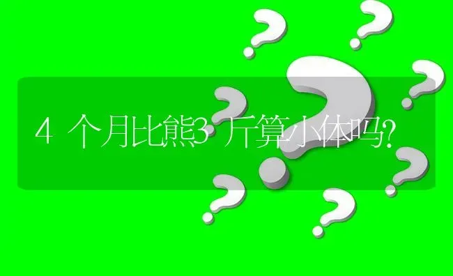 4个月比熊3斤算小体吗？ | 动物养殖问答