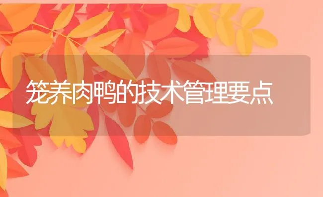 笼养肉鸭的技术管理要点 | 动物养殖学堂