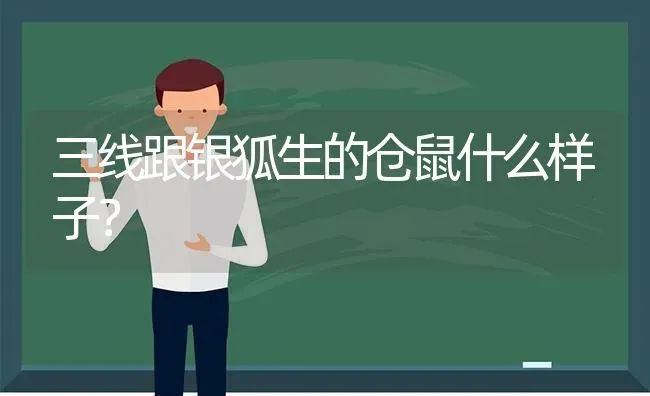 三线跟银狐生的仓鼠什么样子？ | 动物养殖问答