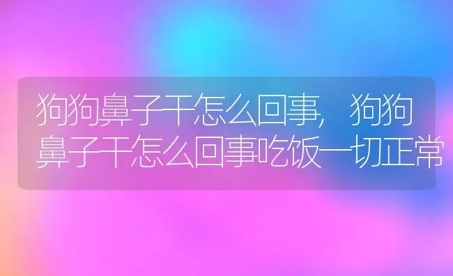 狗狗鼻子干怎么回事,狗狗鼻子干怎么回事吃饭一切正常 | 宠物百科知识