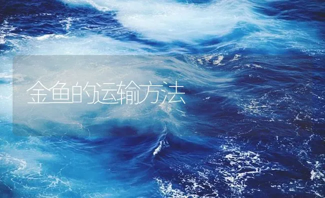 金鱼的运输方法 | 海水养殖技术