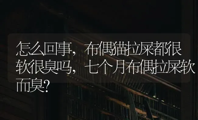 怎么回事，布偶猫拉屎都很软很臭吗，七个月布偶拉屎软而臭？ | 动物养殖问答