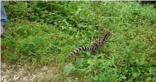 小灵猫人工养殖技术 小灵猫的药用价值