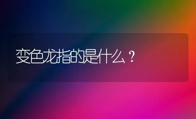 变色龙指的是什么？ | 动物养殖问答