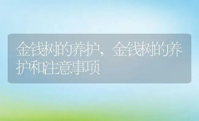 金钱树的养护,金钱树的养护和注意事项 | 宠物百科知识