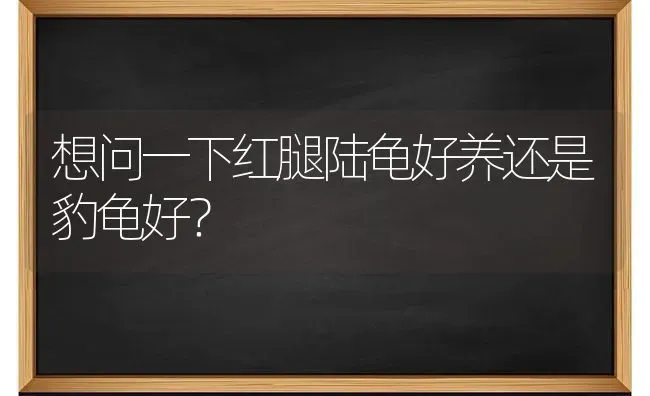 黄色短毛的大狗是什么品种跪求答案啊……（ps：大家帮帮忙啦）？ | 动物养殖问答