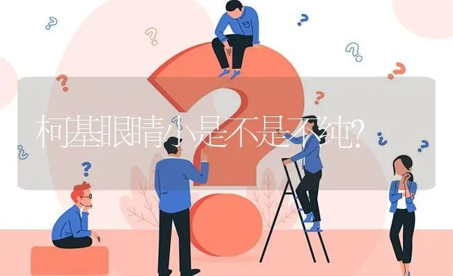 柯基眼睛小是不是不纯？ | 动物养殖问答