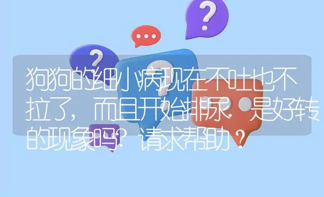 比熊一个月身上毛直的像烫了离子烫会变卷吗？ | 动物养殖问答