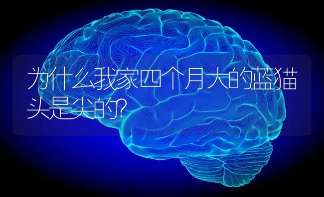 为什么我家四个月大的蓝猫头是尖的？ | 动物养殖问答