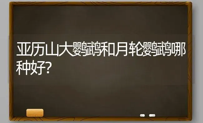 孔雀鱼能不能和乌龟一起养？ | 动物养殖问答