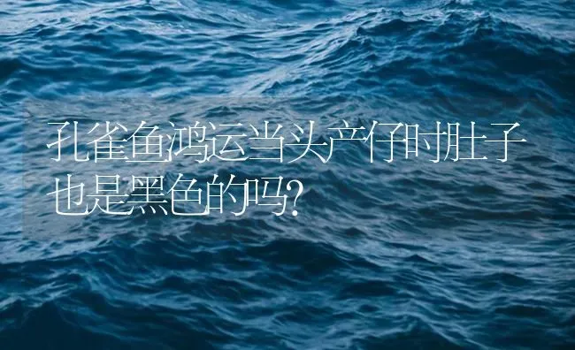 孔雀鱼鸿运当头产仔时肚子也是黑色的吗？ | 鱼类宠物饲养