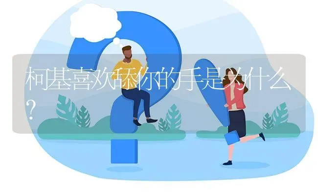 柯基喜欢舔你的手是为什么？ | 动物养殖问答