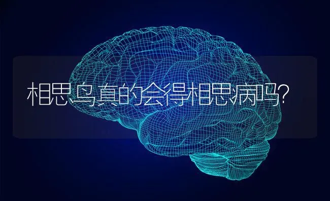 相思鸟真的会得相思病吗？ | 动物养殖问答