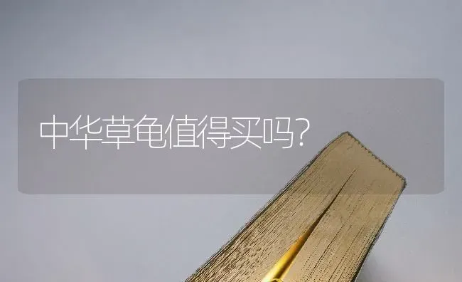 中华草龟值得买吗？ | 动物养殖问答