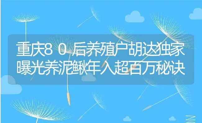 重庆80后养殖户胡达独家曝光养泥鳅年入超百万秘诀 | 动物养殖百科