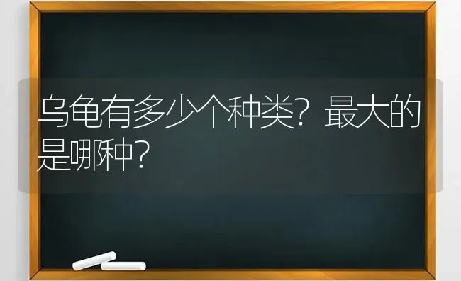 治疗细小最有效的方法？ | 动物养殖问答