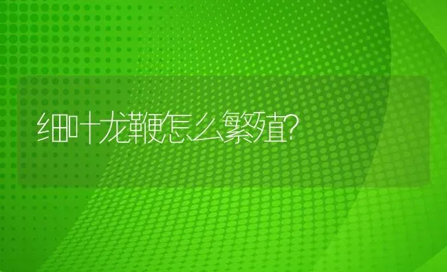 细叶龙鞭怎么繁殖？ | 鱼类宠物饲养