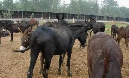 肉驴关节扭挫伤的治疗方法