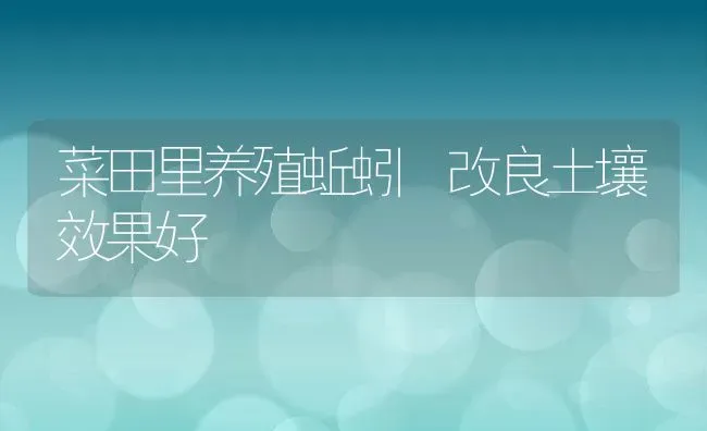 菜田里养殖蚯蚓 改良土壤效果好 | 动物养殖百科