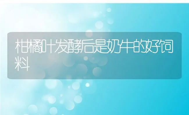 柑橘叶发酵后是奶牛的好饲料 | 动物养殖饲料