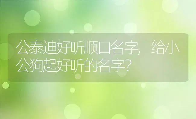 公泰迪好听顺口名字,给小公狗起好听的名字？ | 宠物百科知识