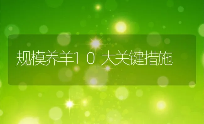 规模养羊10大关键措施 | 动物养殖饲料