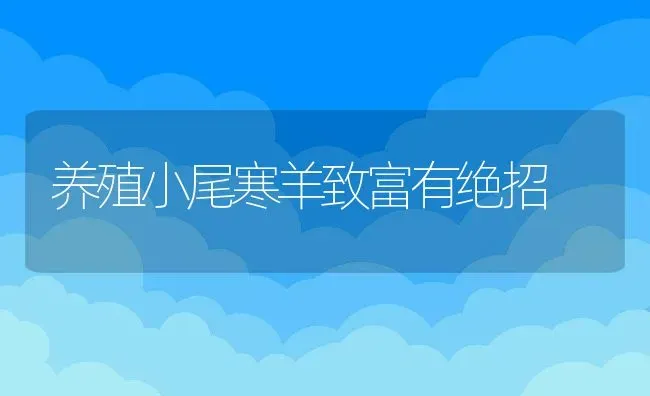 养殖小尾寒羊致富有绝招 | 动物养殖教程