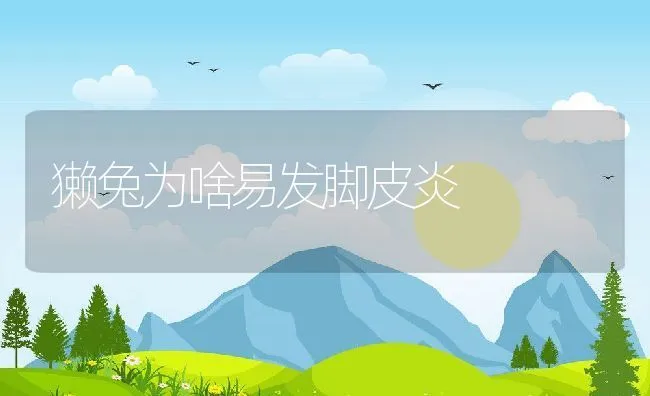 獭兔为啥易发脚皮炎 | 动物养殖学堂