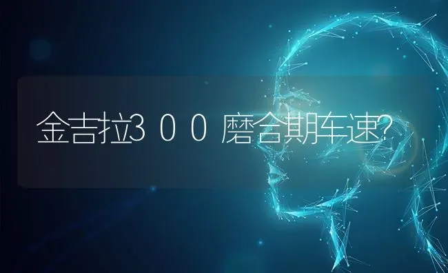 金吉拉300磨合期车速？ | 动物养殖问答