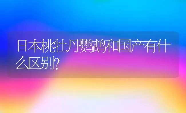 日本桃牡丹鹦鹉和国产有什么区别？ | 动物养殖问答