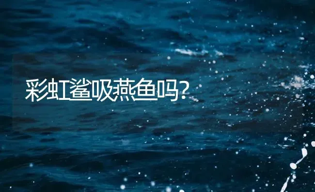 彩虹鲨吸燕鱼吗？ | 鱼类宠物饲养