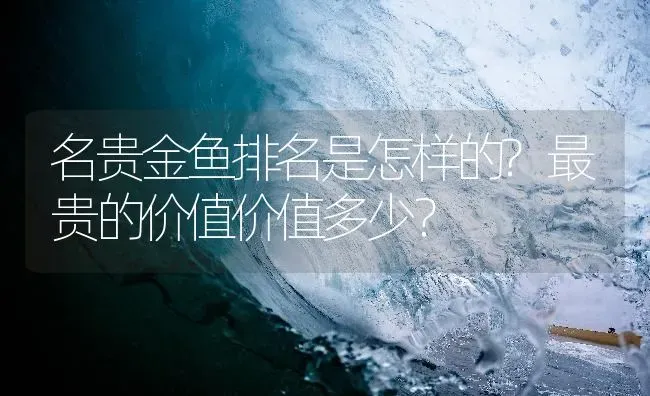 名贵金鱼排名是怎样的?最贵的价值价值多少？ | 鱼类宠物饲养