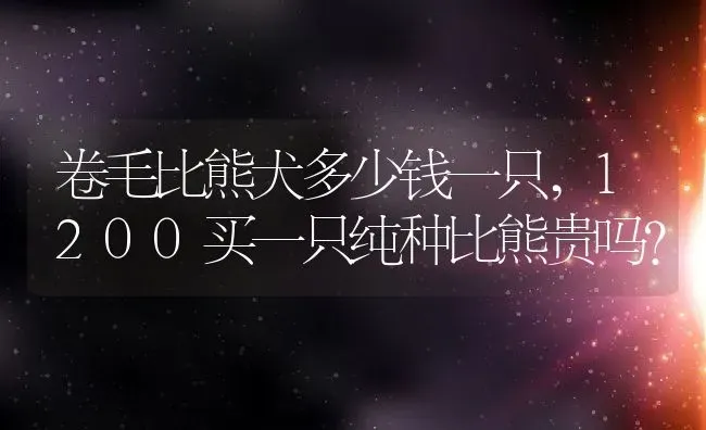 卷毛比熊犬多少钱一只,1200买一只纯种比熊贵吗？ | 宠物百科知识