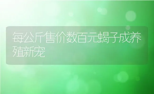 每公斤售价数百元蝎子成养殖新宠 | 水产养殖知识