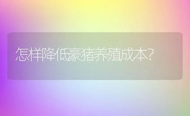 垂耳兔的成年以及繁殖情况 | 动物养殖百科