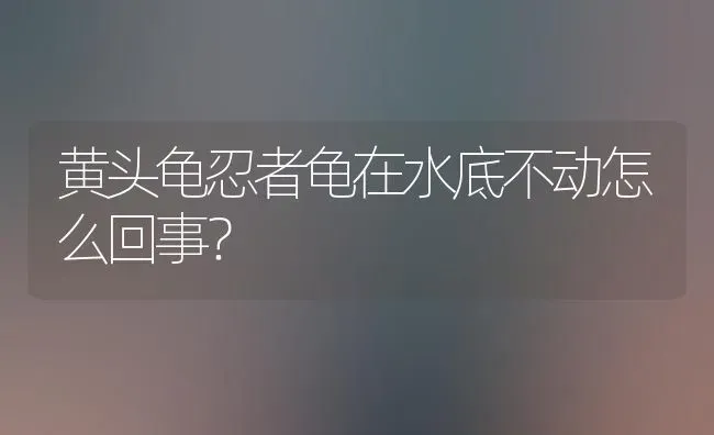 黄头龟忍者龟在水底不动怎么回事？ | 动物养殖问答