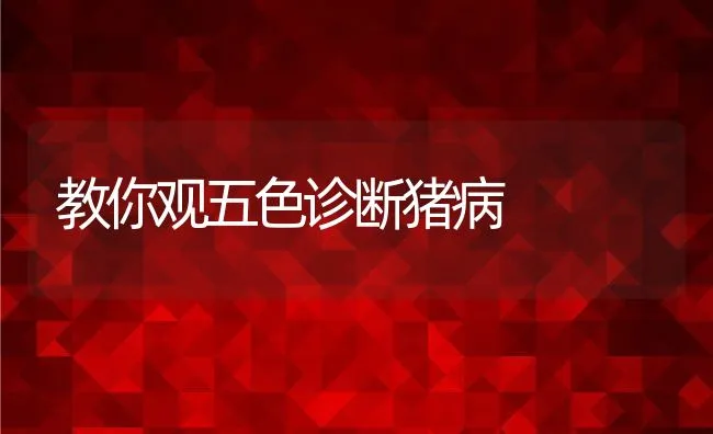 农村养獭兔应解决的几个关键问题 | 动物养殖学堂