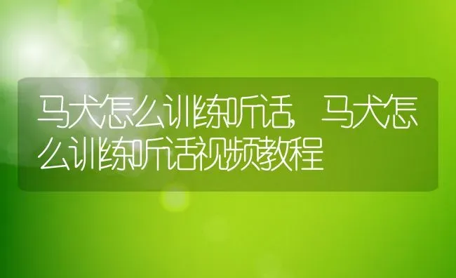 马犬怎么训练听话,马犬怎么训练听话视频教程 | 宠物百科知识