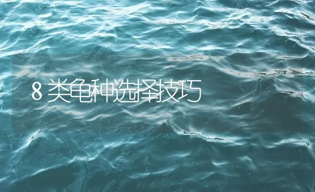 ８类龟种选择技巧 | 海水养殖技术