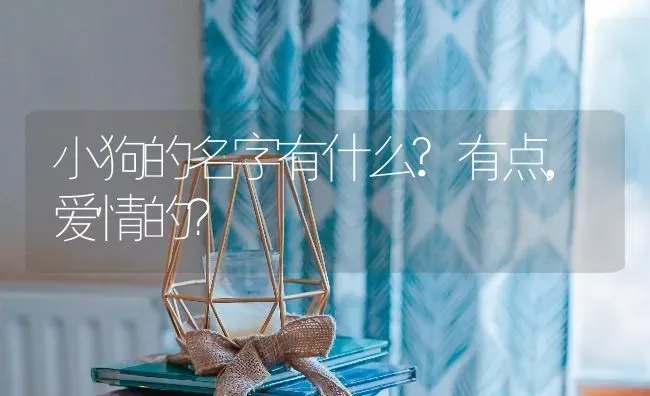 小狗的名字有什么?有点,爱情的？ | 动物养殖问答