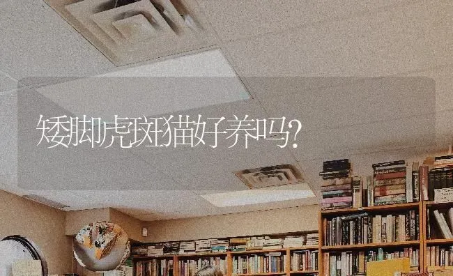 矮脚虎斑猫好养吗？ | 动物养殖问答