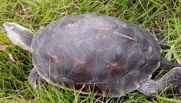 乌龟养在盐水里会死吗