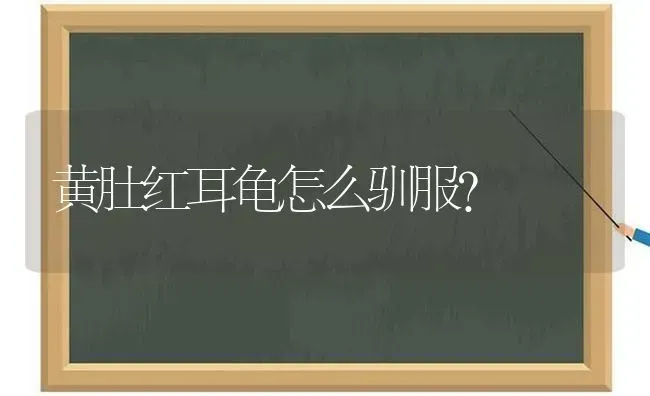 猫咪会感冒吗？ | 动物养殖问答