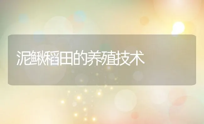 泥鳅稻田的养殖技术 | 水产养殖知识