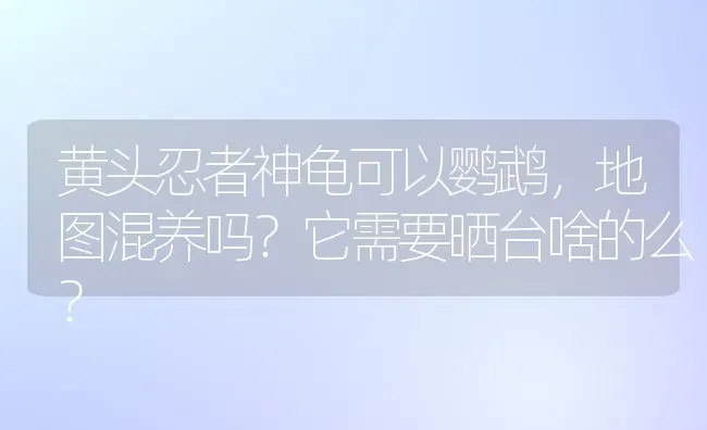 黄头忍者神龟可以鹦鹉，地图混养吗？它需要晒台啥的么？ | 动物养殖问答