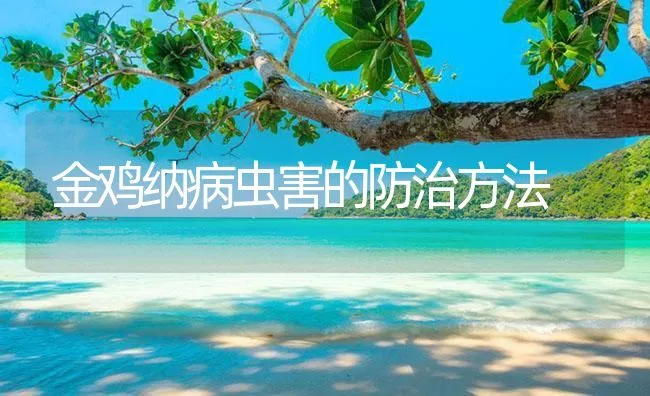 金鸡纳病虫害的防治方法 | 海水养殖技术