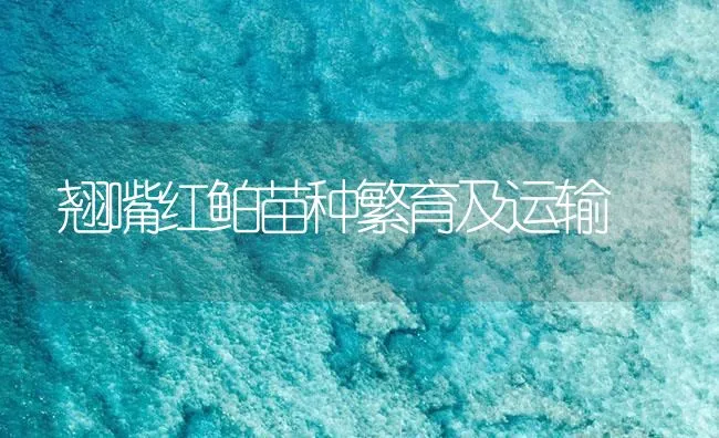 翘嘴红鲌苗种繁育及运输 | 海水养殖技术