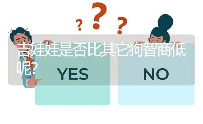 吉娃娃是否比其它狗智商低呢？ | 动物养殖问答