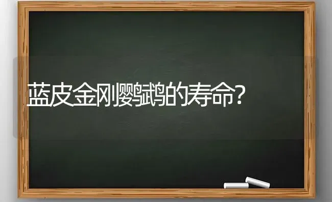 蓝皮金刚鹦鹉的寿命？ | 动物养殖问答